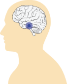 graphic of brain with blue dot